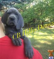 great dane puppy posted by CB Hillis Danes